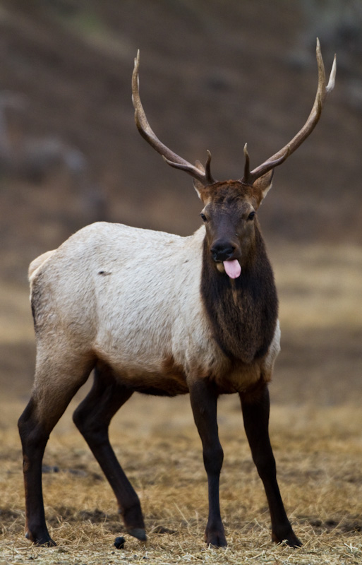 Elk